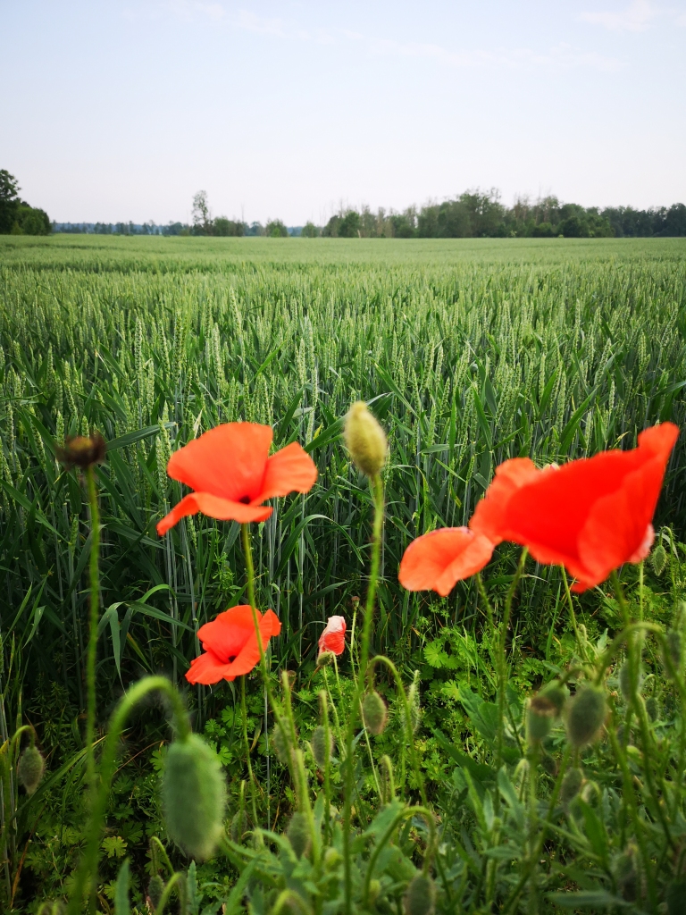 Jāņos gaidāms nedaudz vēsāks laiks, bez nokrišņiem