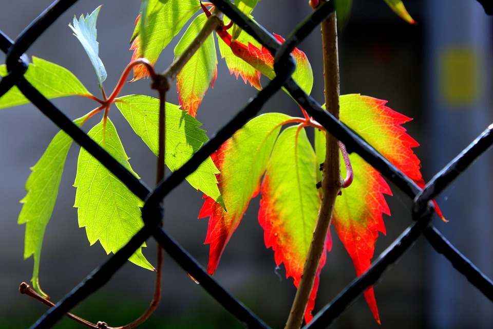 Gaisa temperatūra sestdien pakāpsies līdz +17 grādiem; valsts austrumos gaidāma lietaina un drēgna diena