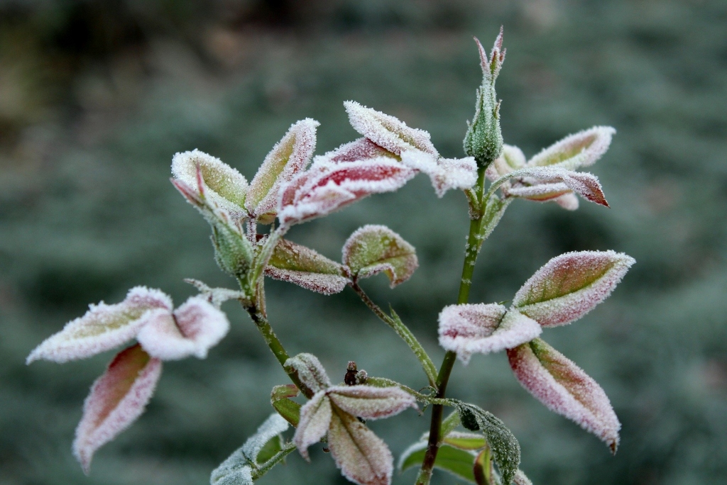 Pirmo reizi šoruden gaisa temperatūra Latvijā pazeminājusies līdz -10 grādiem
