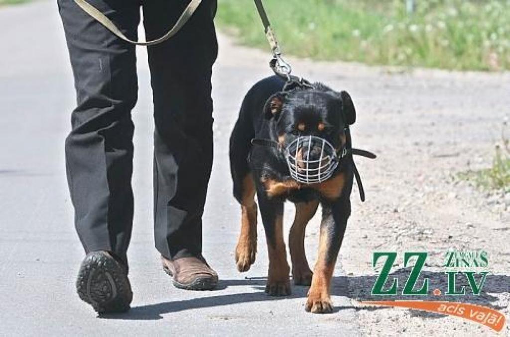 Zemgalē suņi vakar sakoduši 11 un četrus gadus vecus bērnus