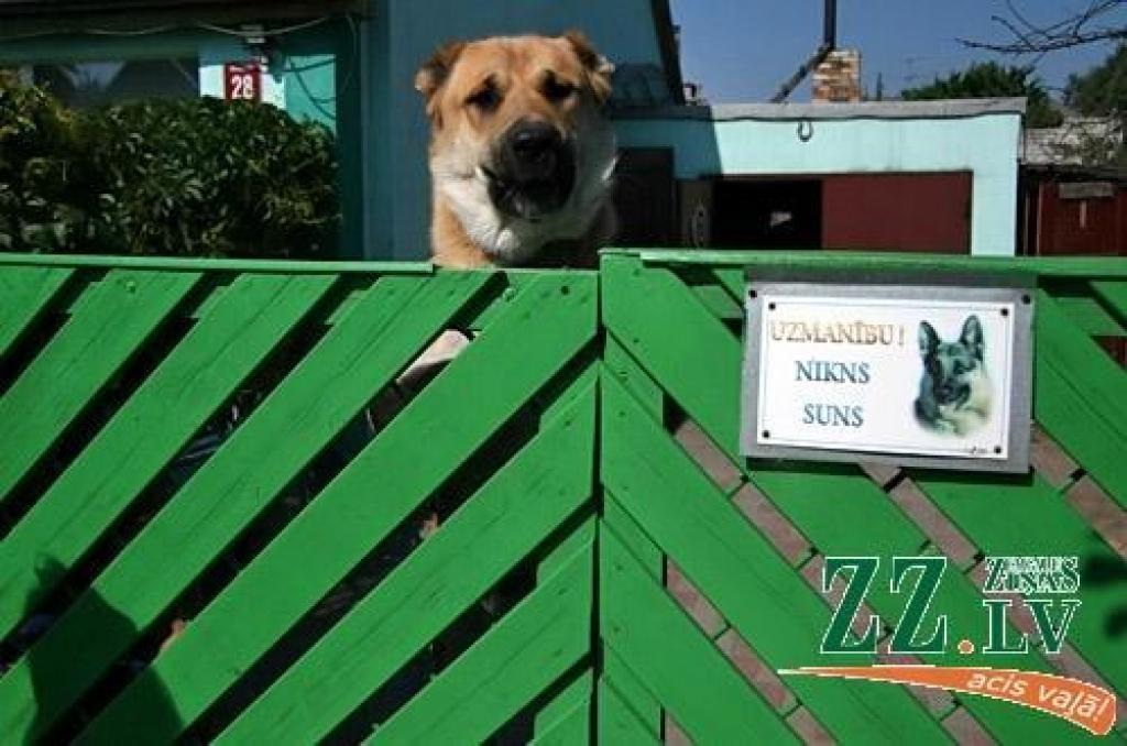 Šogad divreiz mazāk nekā pērn sodīti suņi īpašnieki par mīluļu nepareizu turēšanu un līdzcilvēku sakošanu