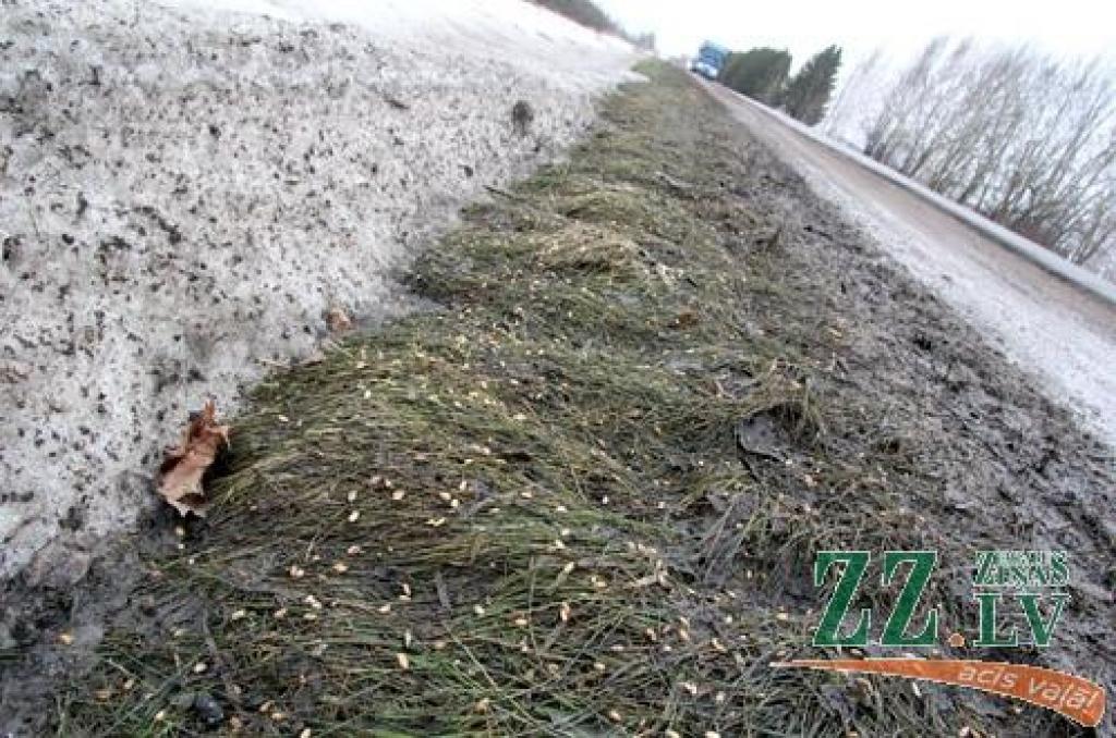 Uz ceļa izbirst graudi (ar foto)