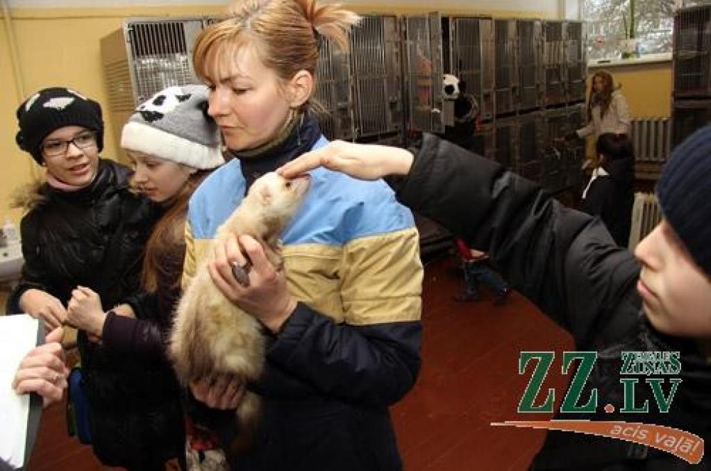 Meklē fretkas īpašnieku, kurš, iespējams, dzīvo Ānē