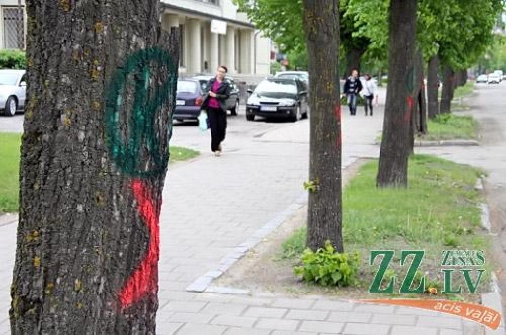 Piektdien Raiņa ielas malās sāks zāģēt liepas