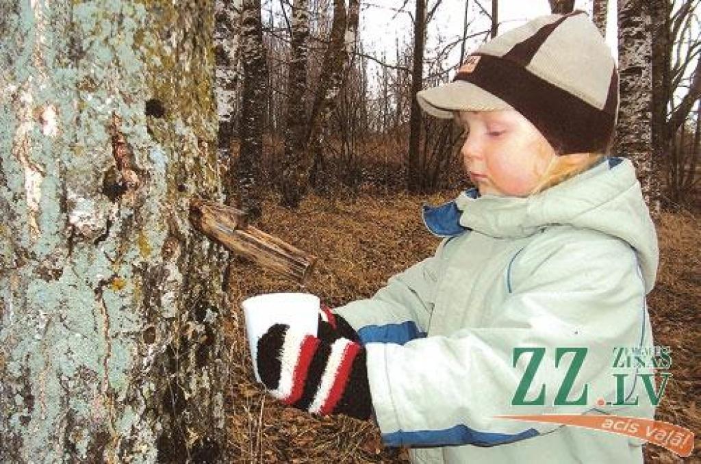 Kāds ir bērzu sulas noslēpums?