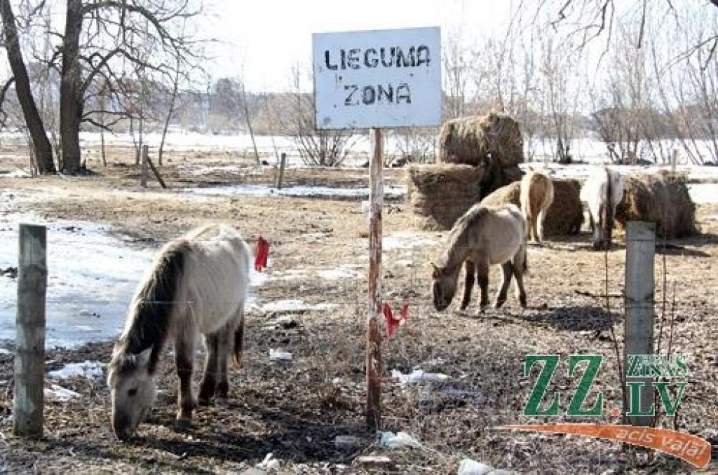 Pēc divām nedēļām Pilssalā gaidāms kumeļu birums (ar foto)