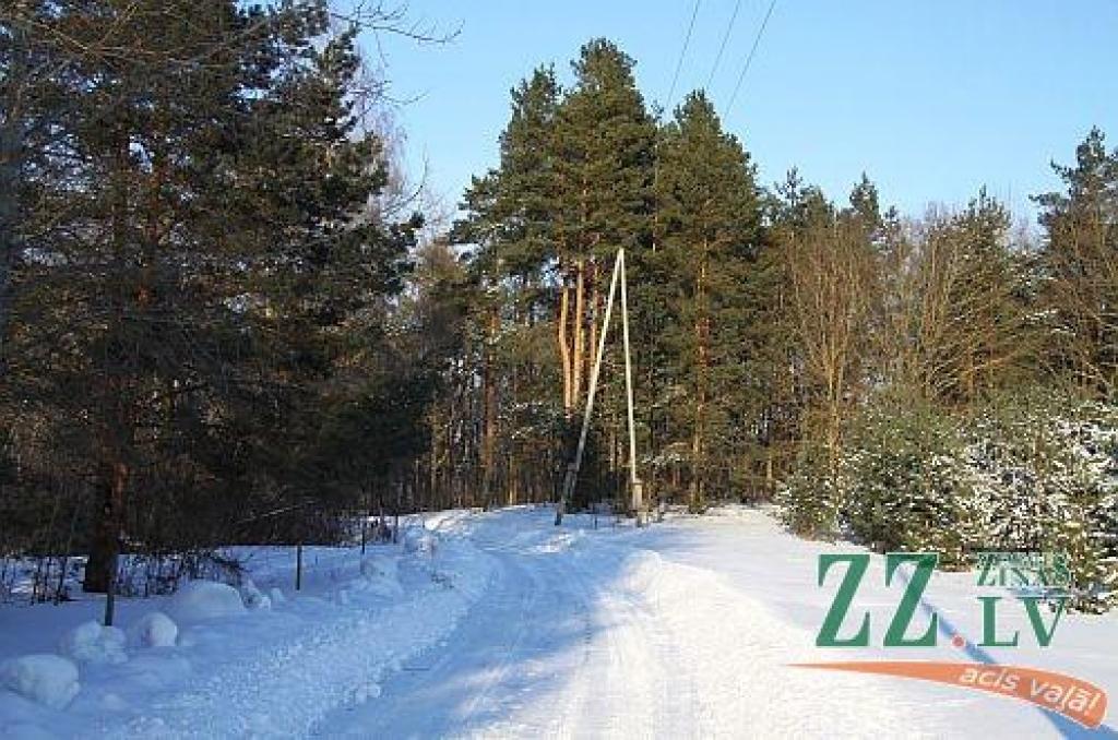 Vilces pagastā piecus vīrus aiztur par nelikumīgu koku ciršanu