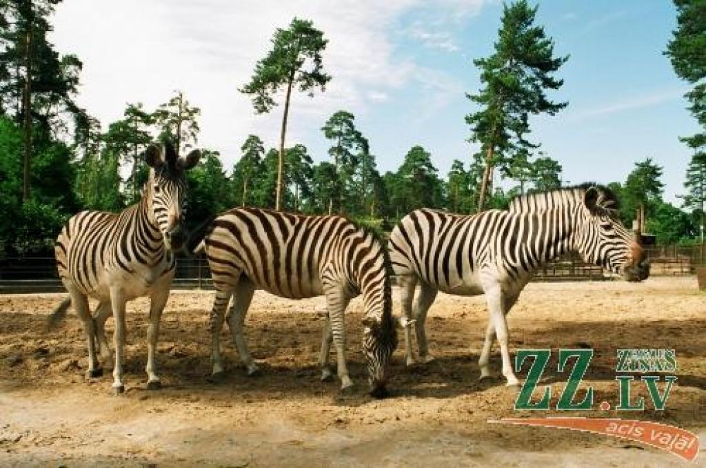 Ugunsgrēkā Rīgas Zoodārzā sadegušas zebras, strausi un dižantilope