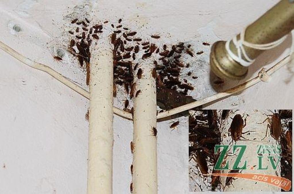 Deputāti un Vidžis neatzīst, ka par apstākļiem Stacijas ielas namā atbildīga pašvaldība un NĪP (ar foto)