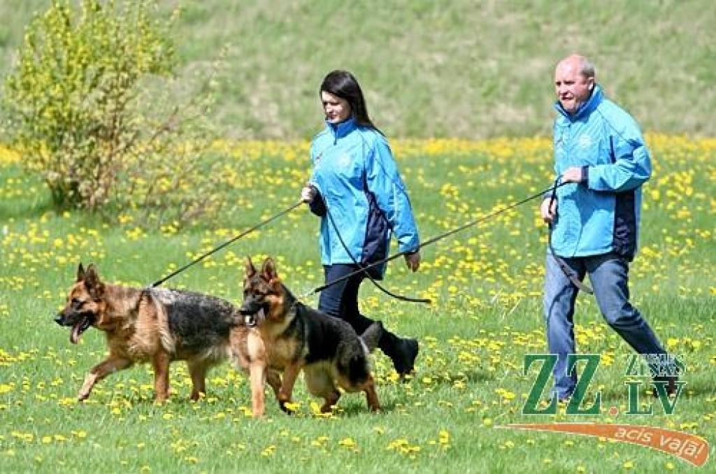 FOTO: «Līčos» nedēļas nogalē notiek vācu aitu suņu izstāde