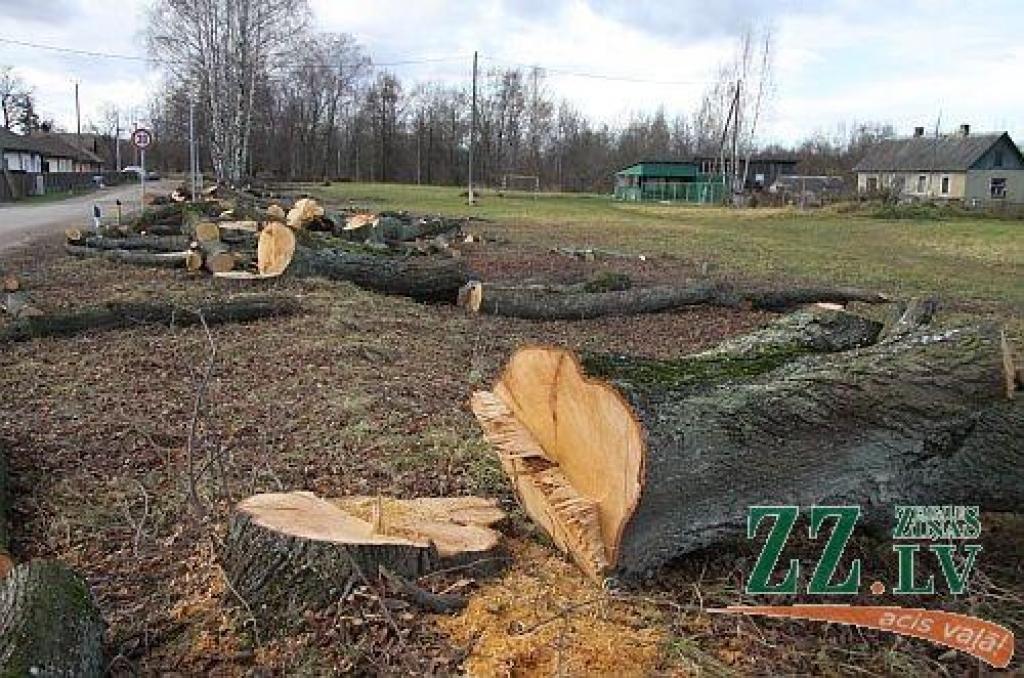 Sestdien «Zemgales Ziņās»: Ozolnieku pašvaldību vaino dižliepu nogāšanā