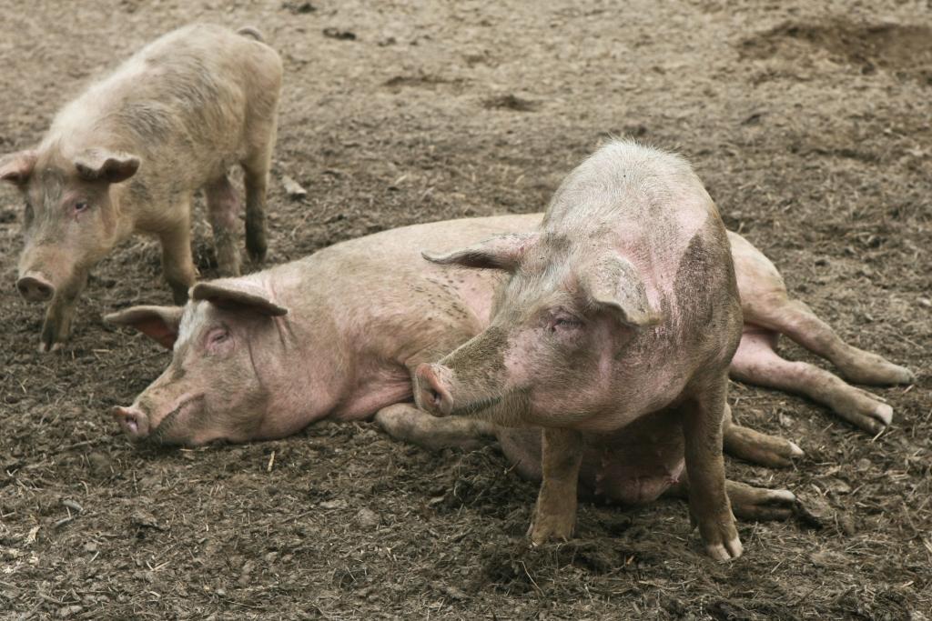 PVD atklāj nelegālu kautuvi Seces pagastā; konfiscē 121 kg cūkgaļas