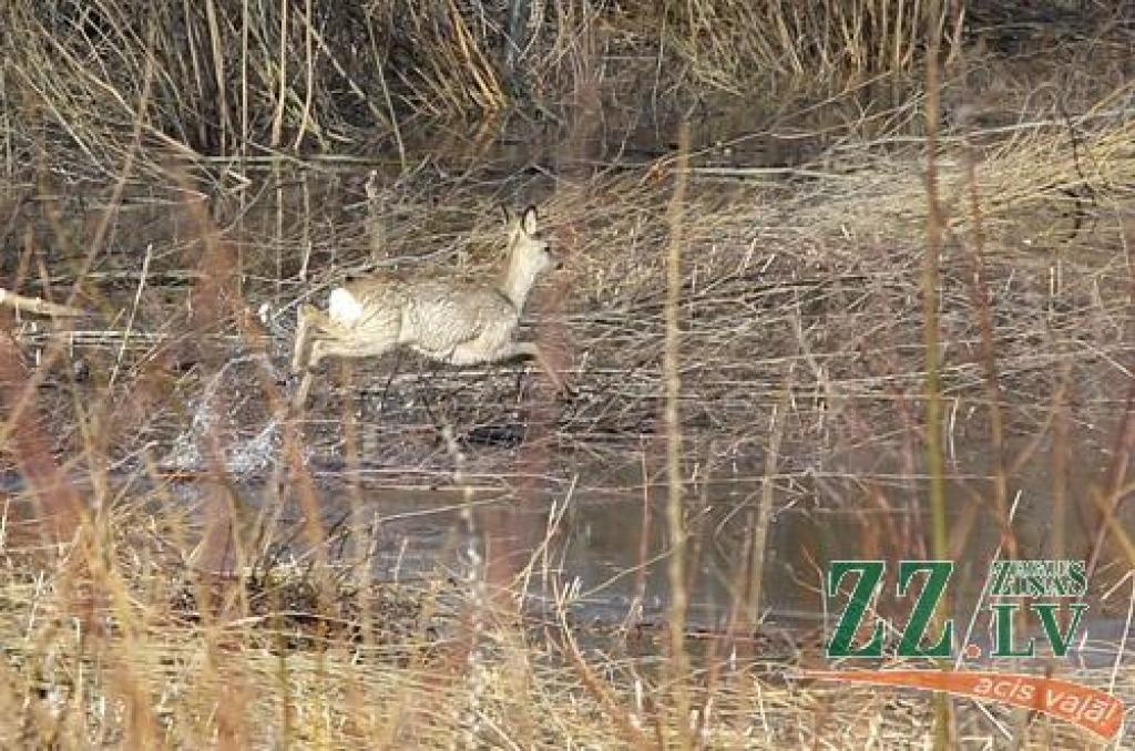 Foto: Satiksmi uz šosejas bremzē palu dēļ apjukušu buku bari; viens dzīvnieks iet bojā