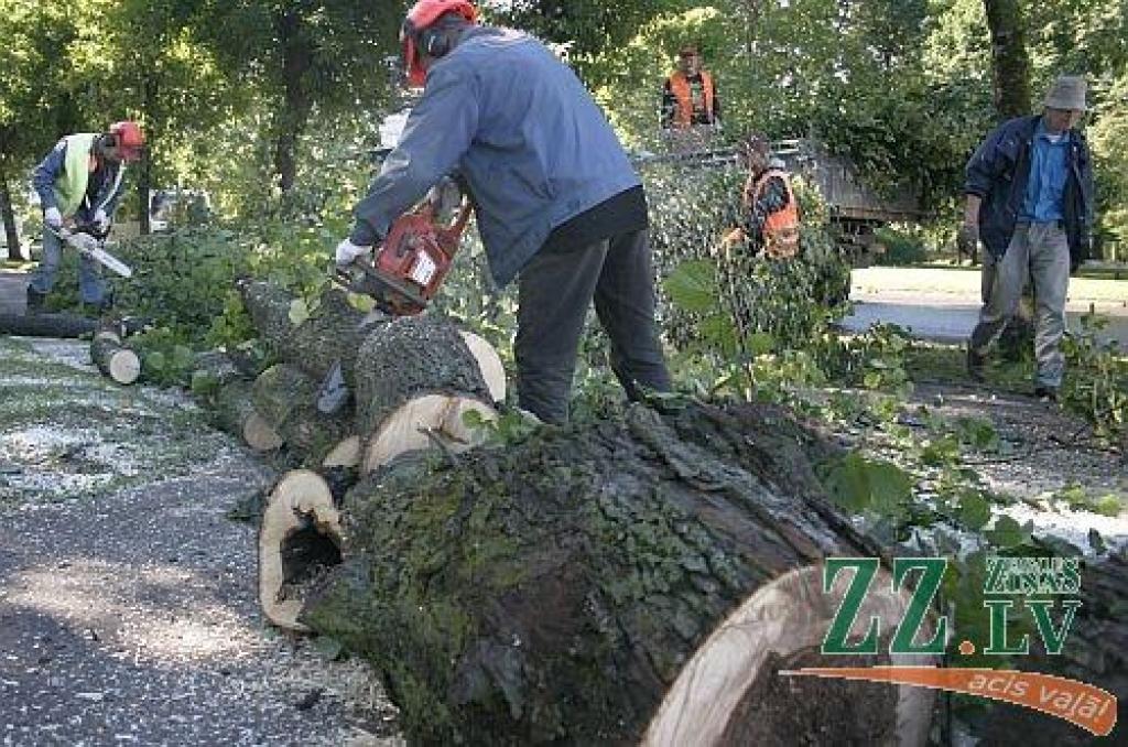 Pārrauj elektrolīniju, nelikumīgi nozāģējot koku