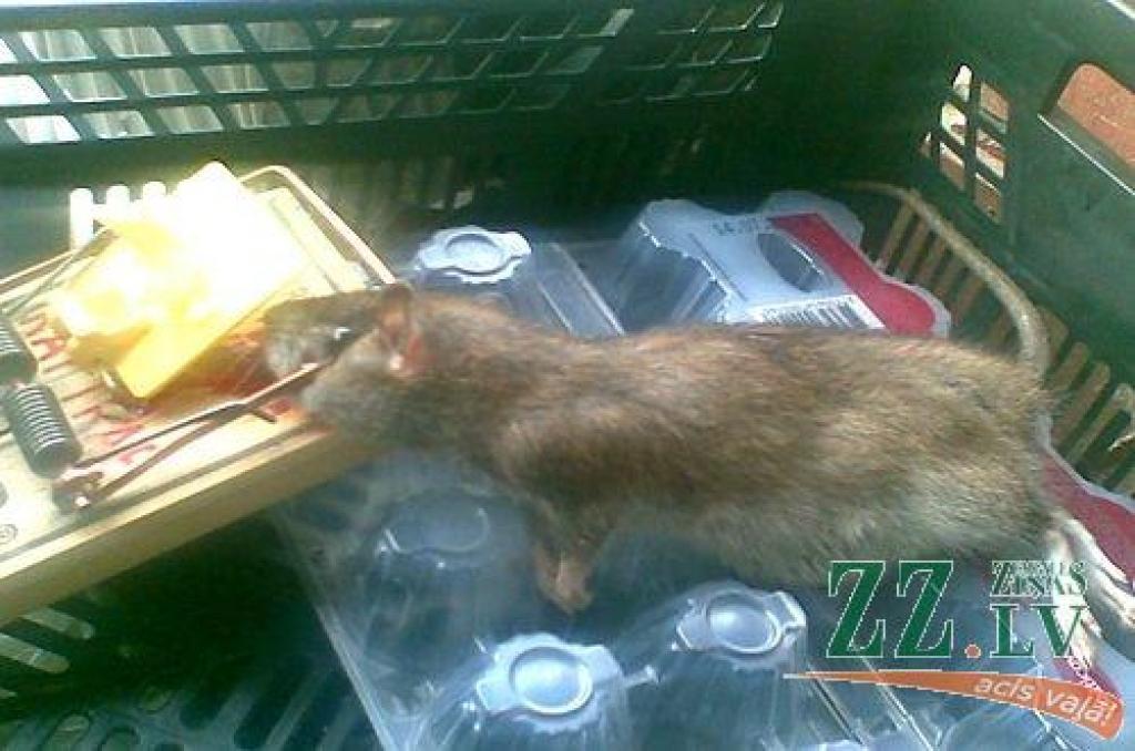 Žurkas terorizē daudzdzīvokļu nama iedzīvotājus; NĪP netiek galā