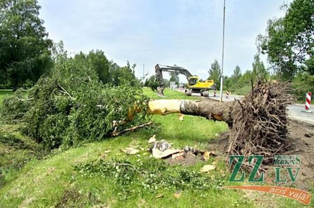 Dobeles šosejā jānocērt 200 koku; malku dod trūcīgajiem (ar foto)