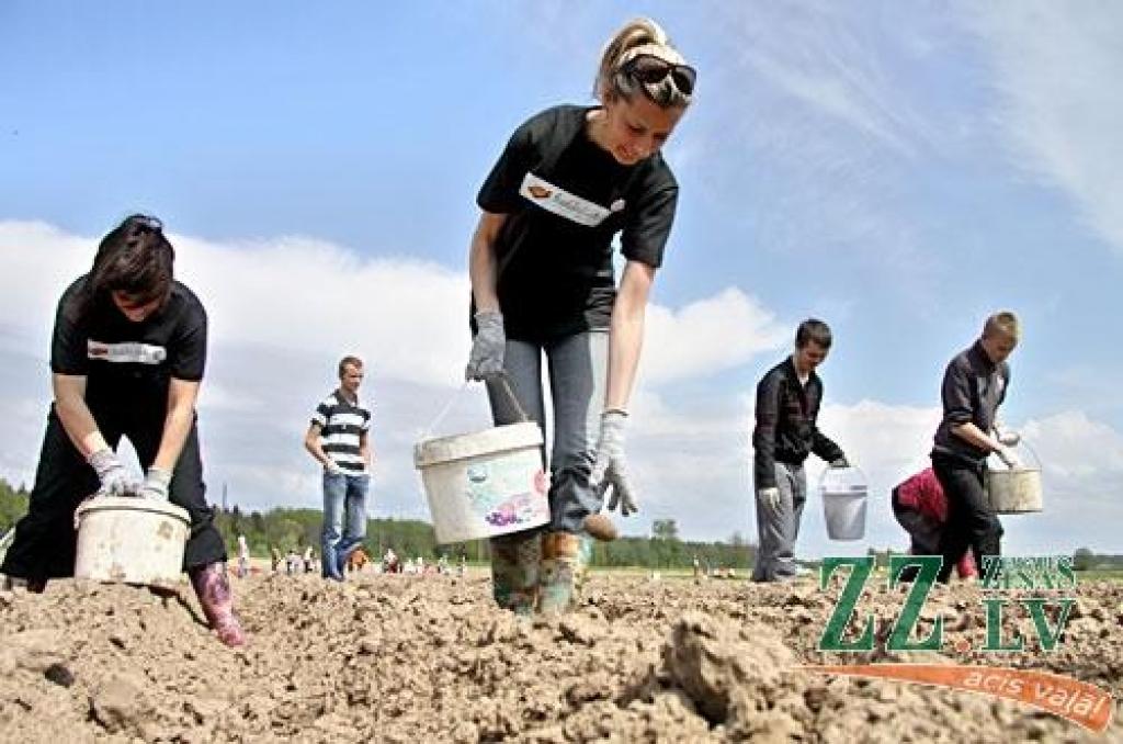 Kartupeļu stādīšanas talkā piedalās 140 cilvēku (ar foto)