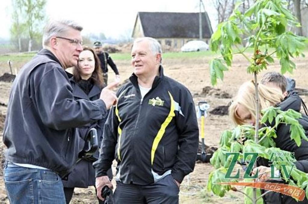Zatlers Aučos stāda liepu un kastaņu aleju (ar foto)