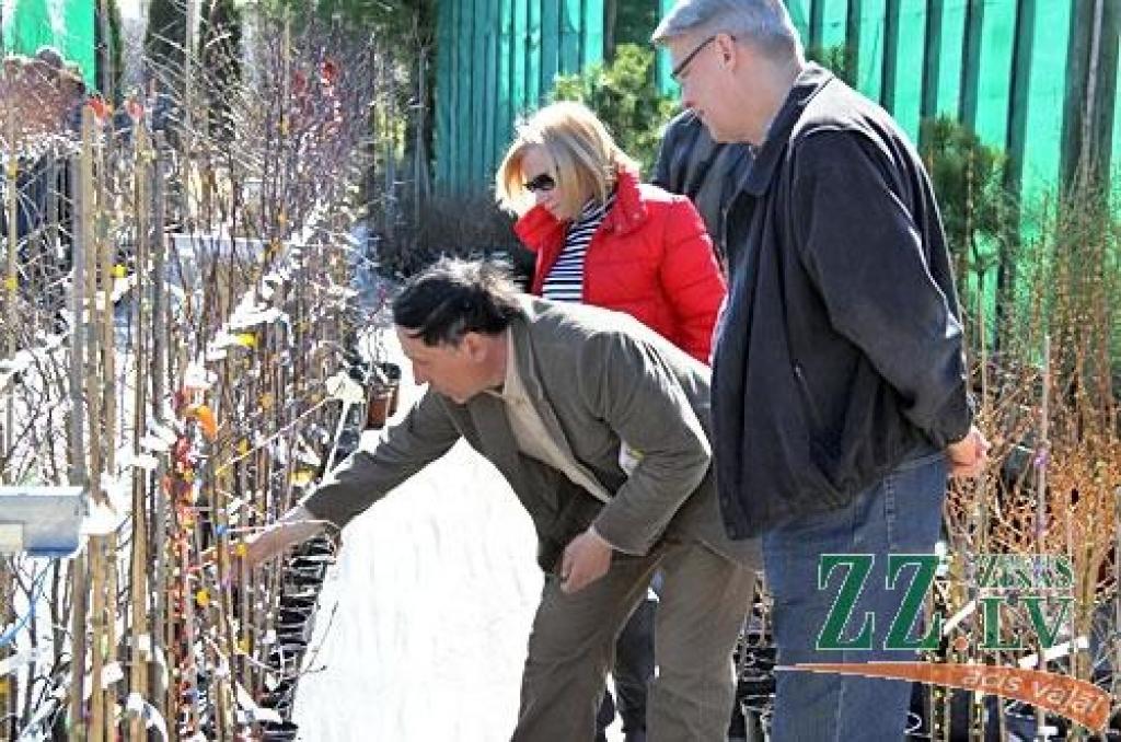 Zatleru pāris Zaļenieku kokaudzētavā izvēlas stādus ainavas veidošanai savā īpašumā (ar foto)