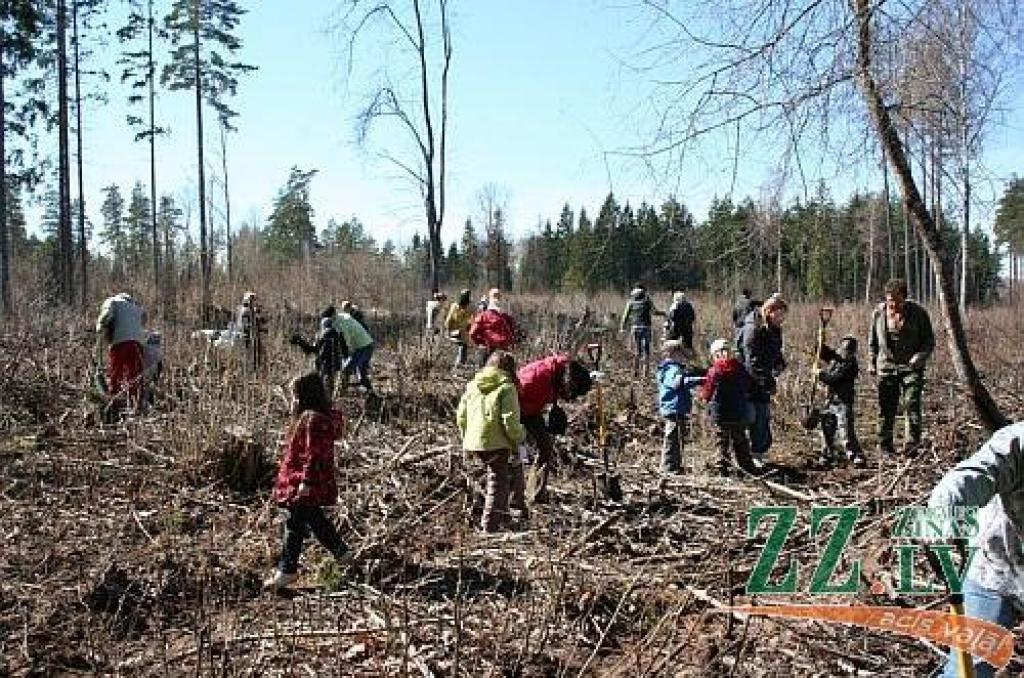 Apdrošinātāji no Rīgas, Jelgavas un Bauskas Tērvetē iestādījuši ap 3500 eglīšu