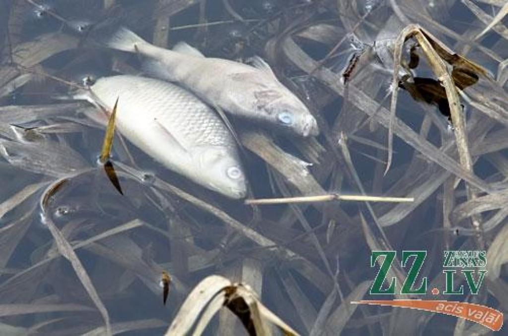 Zivju bojāeja ūdeni netīru nepadarot