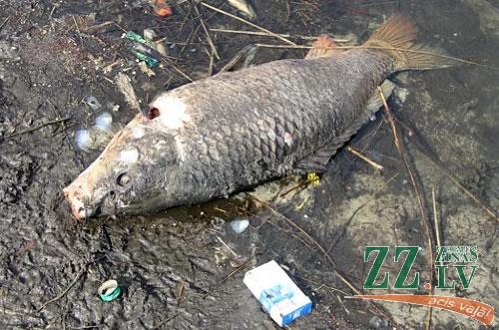 Gulbju dīķī nosmakušas zivis (ar foto)