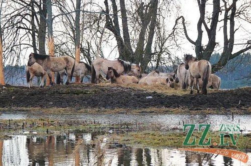 Uzlabojusies situācija savvaļas zirgiem Ķemeru nacionālajā parkā