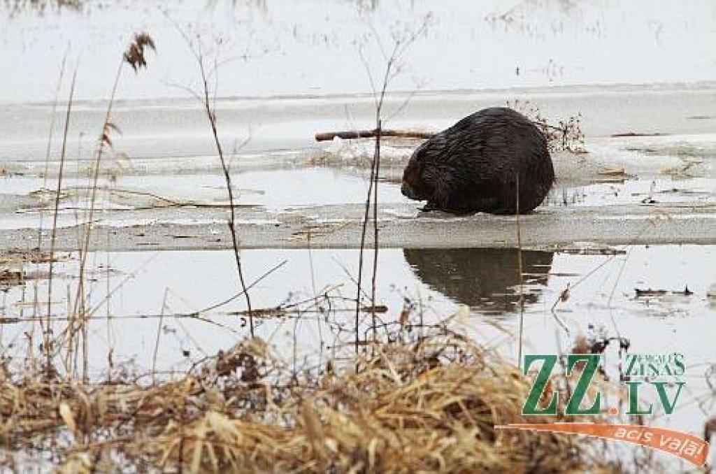 Trešdienas rītā visā Latvijā atkusnis turpinās