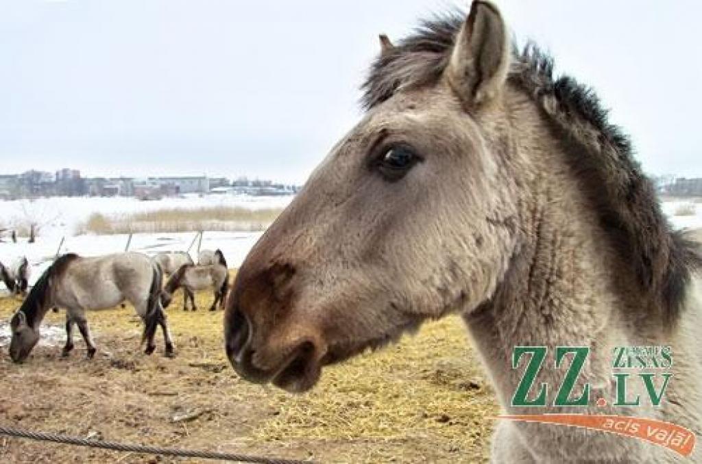 Savvaļas zirgi uz Pils salas – drošībā