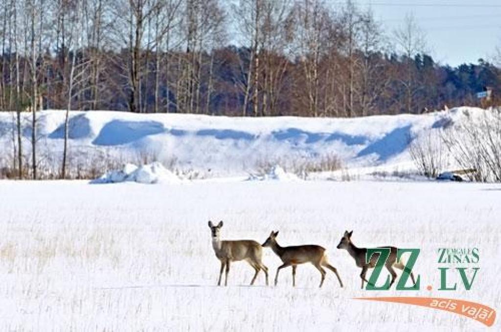 Stirnas krīt, bet populācija nav apdraudēta