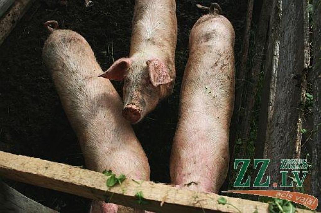 Cūku audzētāji: ārvalstu uzņēmēju ieceres Latvijā būvēt cūku fermas vietējos lauksaimniekus neapdraud