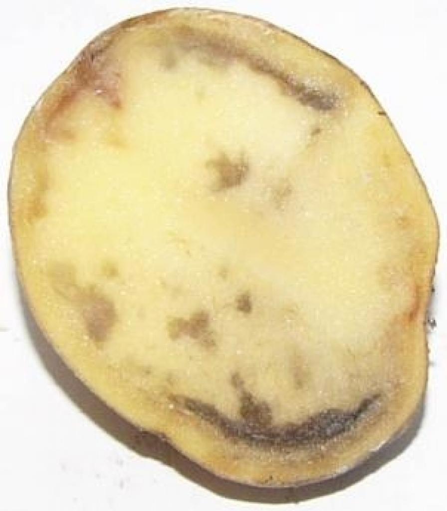 Kartupeļus apdraud lakstu puve