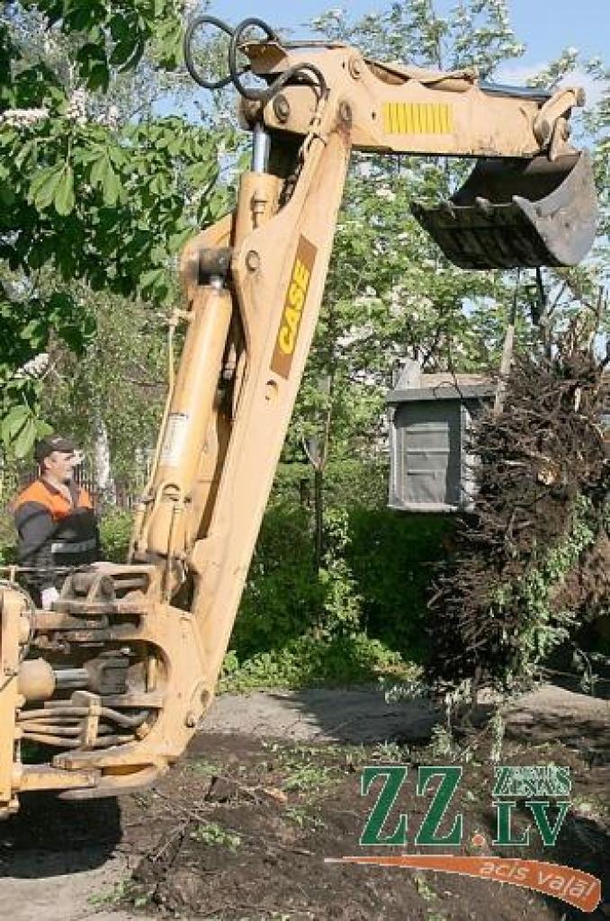 Izrok gada sākumā aizmirsto sakni