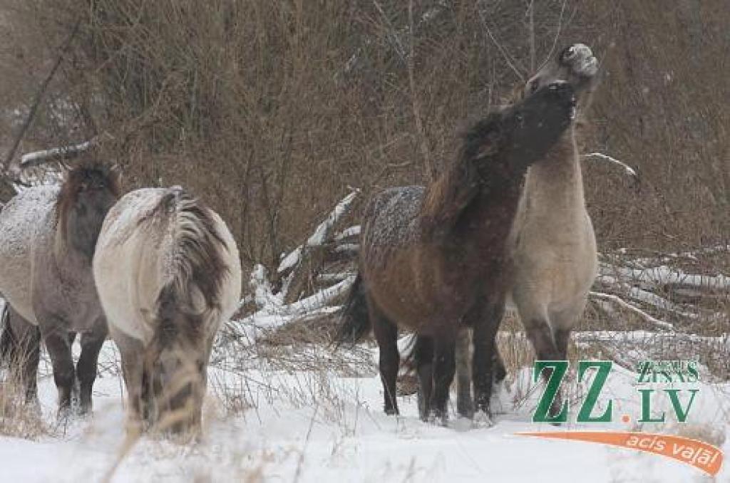 Zirgi pārdzīti uz ziemas aploku