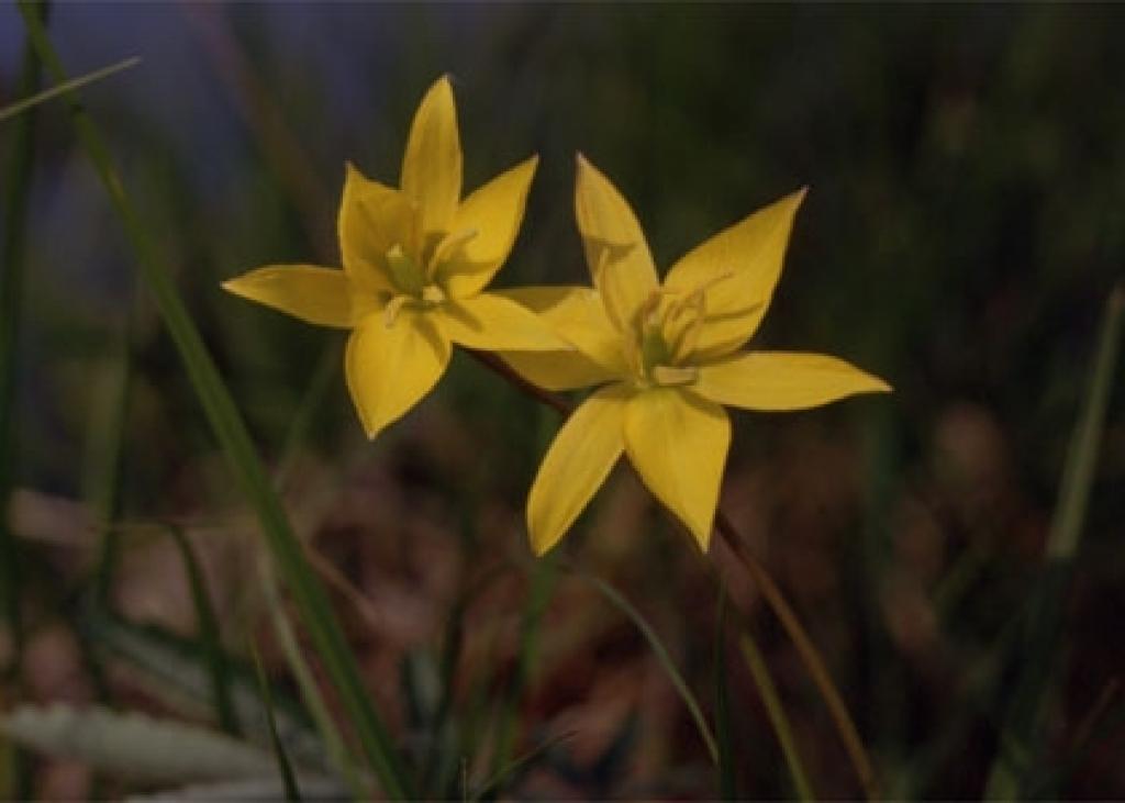 Mūsu rajona augu vēstnieks – meža tulpe