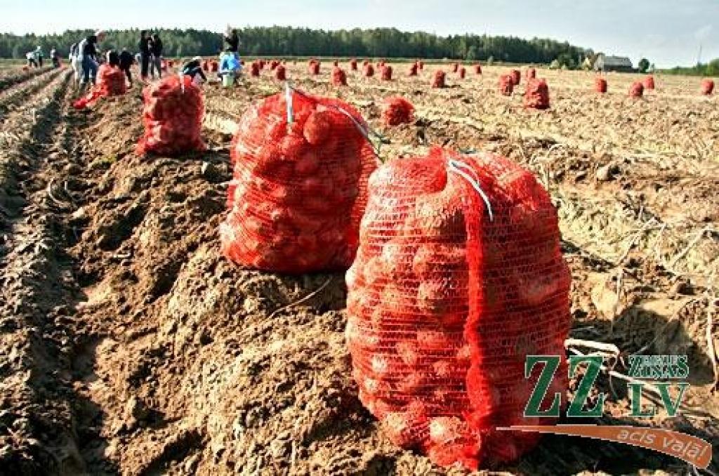 Latvijā lielos apjomos ieved ļoti lētus zviedru kartupeļus