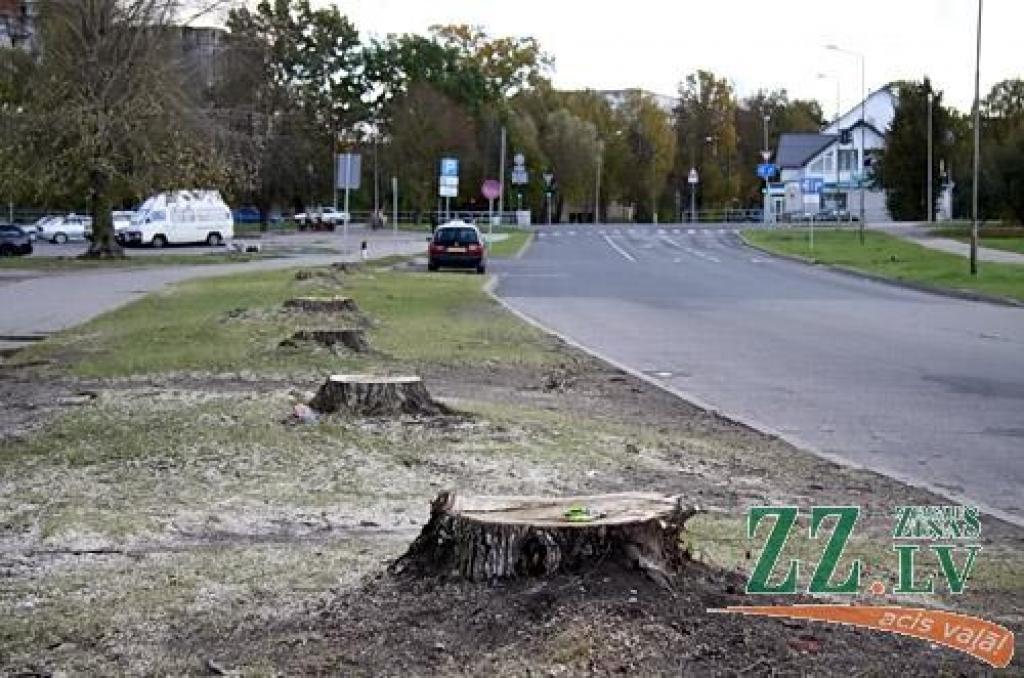 Papeļu vietā pie RAF tirdziņa būs liepas
