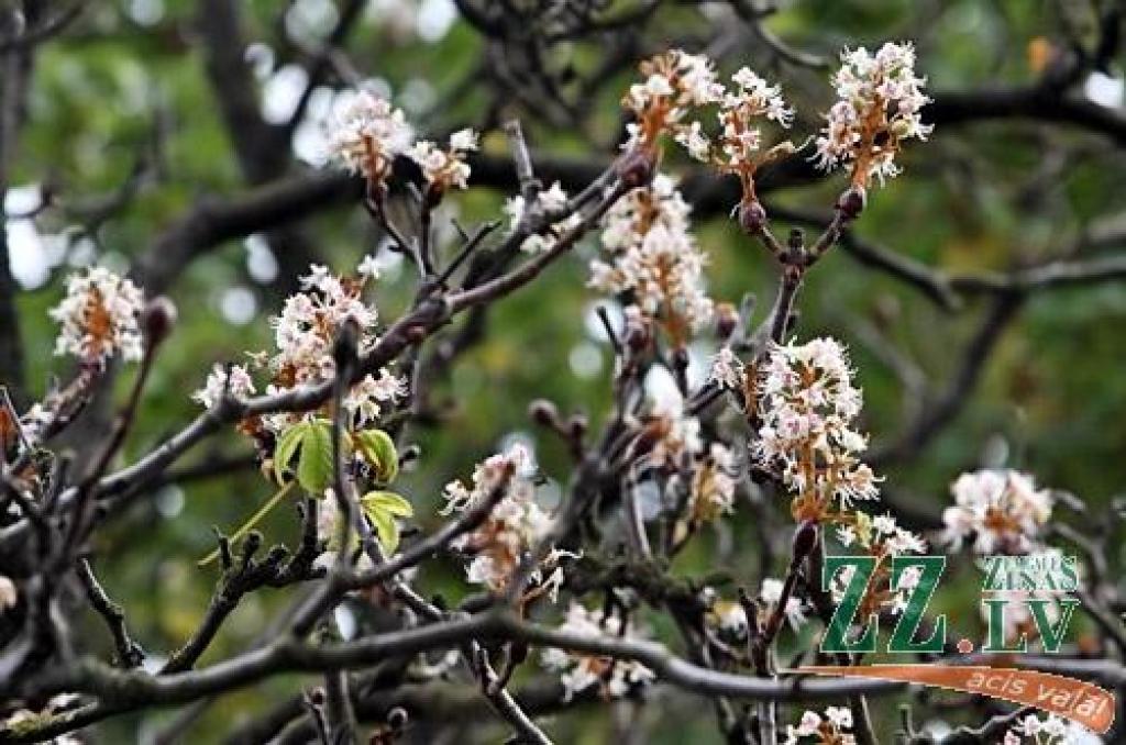 Septembra beigās uzzied zirgkastaņa