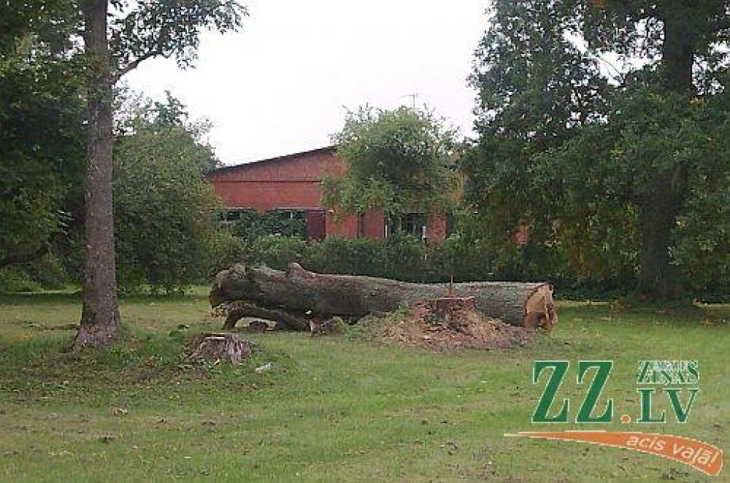 Ozolniekos par vienu ozolu mazāk