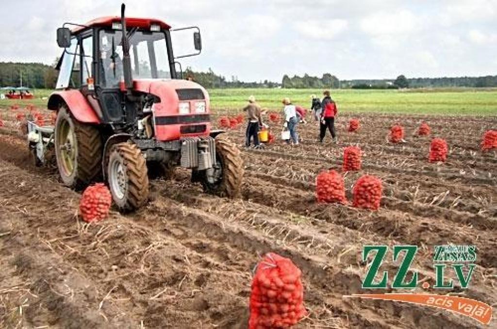 Lauksaimnieki: ilgstošā mitruma dēļ daļa uzglabājamo kartupeļu var sapūt jau līdz gada beigām