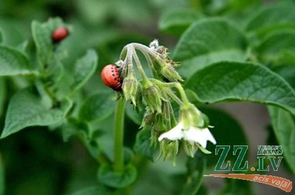 Ceturtdien «Zemgales Ziņās»: Cīņā pret lakstu puvi un vabolēm; Neredzīgo biedrībai «jurģi» nes līdzi grūtības