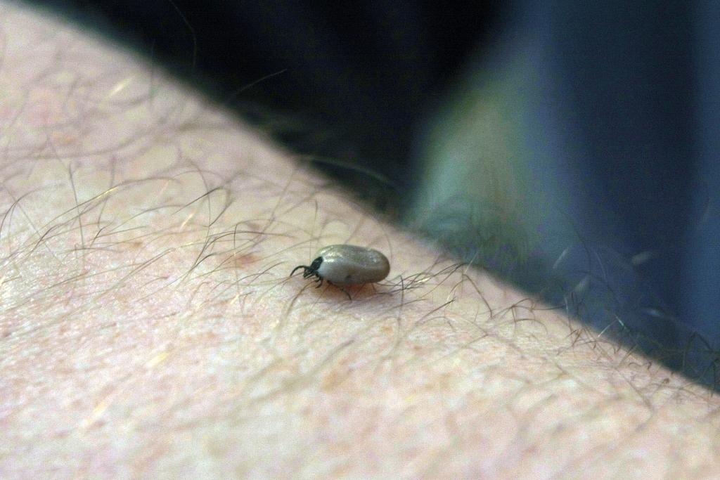 Augusi ērču aktivitāte Latvijā