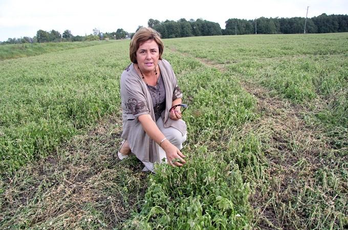 Elejā zemnieks cilvēcisku sarunu aizvieto ar nezāļu indi   