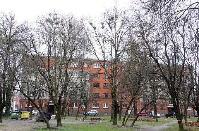 Ornitologs: Ar krauķiem pilsētā jāmēģina sadzīvot