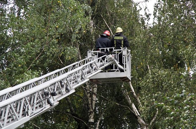 Pirmdienas rītā vējš Jelgavā nogāž divus kokus