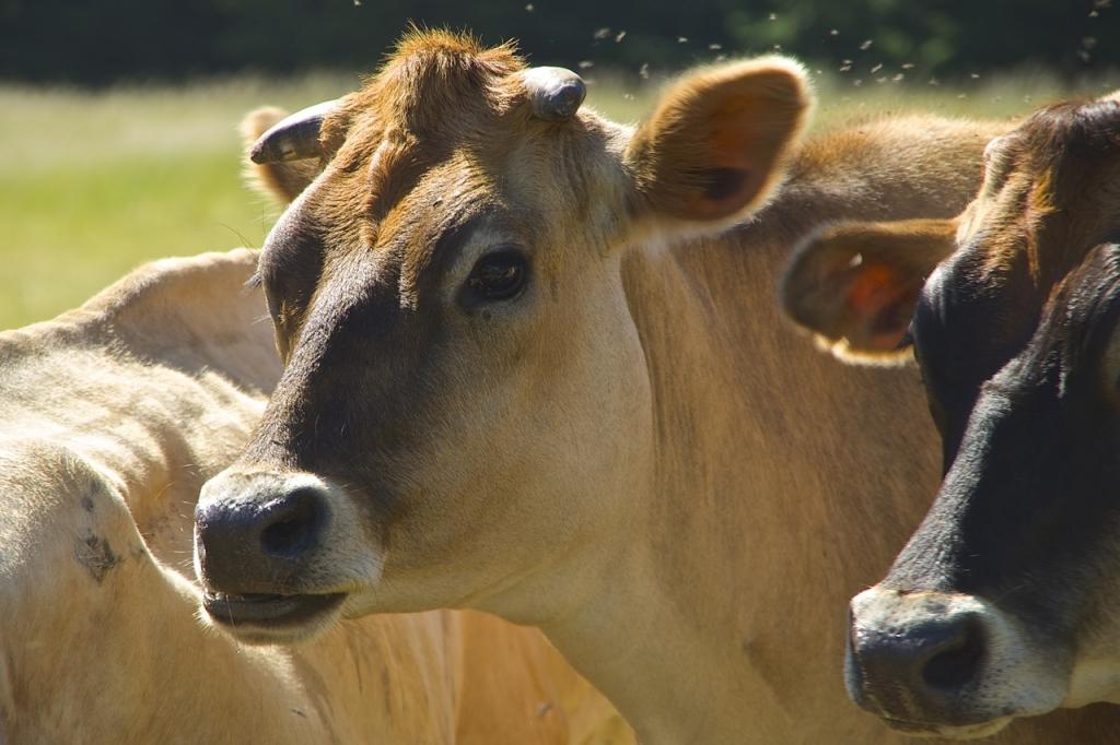 Food Union: Latvija tuvākajos gados varētu kļūt par Eiropas piena fermu