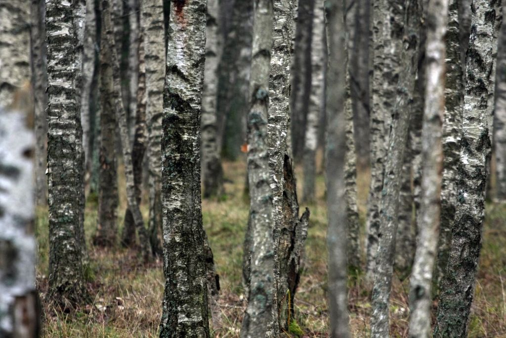 Jaunnedēļ laikapstākļi būtiski nemainīsies