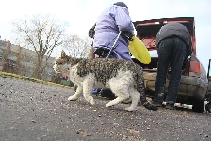 Klaiņojošos dzīvniekus Jelgavā izķers «Bauskas veterinārais centrs» un vietējā «Tamberg Corporation»