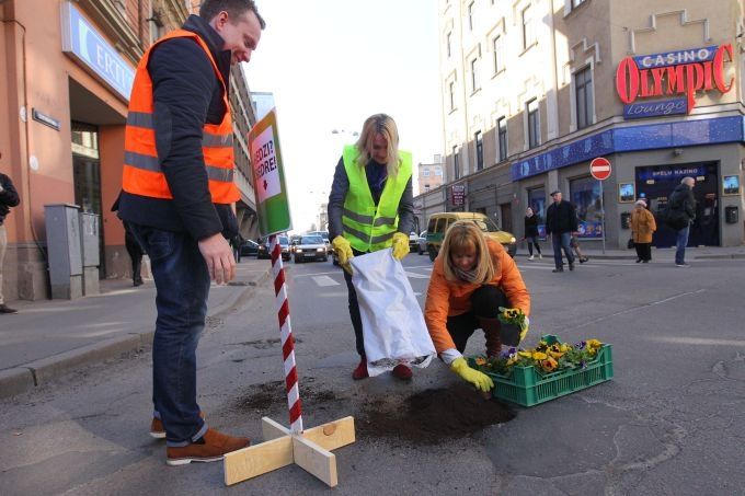 Arī šogad Jelgavas un citu pilsētu ielu bedrēs uzziedēs atraitnītes