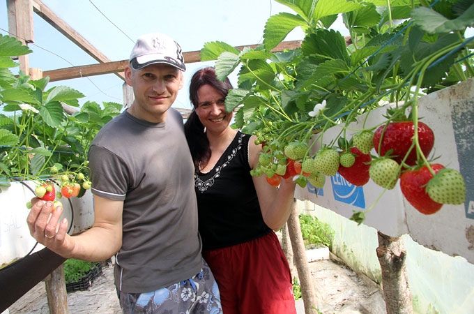 Laikraksts: Jaunsvirlaukas pagastā nogatavojušās pirmās zemenes – ar Anglijas pieredzi Staļģenes laukos